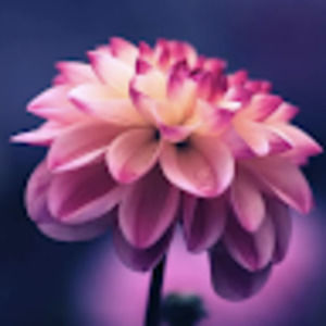 Meet your Posher, Amelia